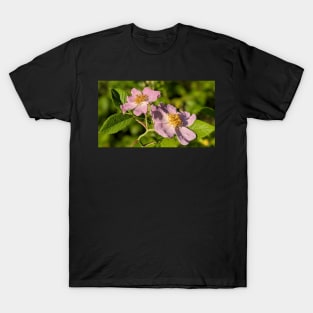 Pink Flowers in Field 2 T-Shirt